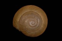 藏品(多稜旋螺)的圖片